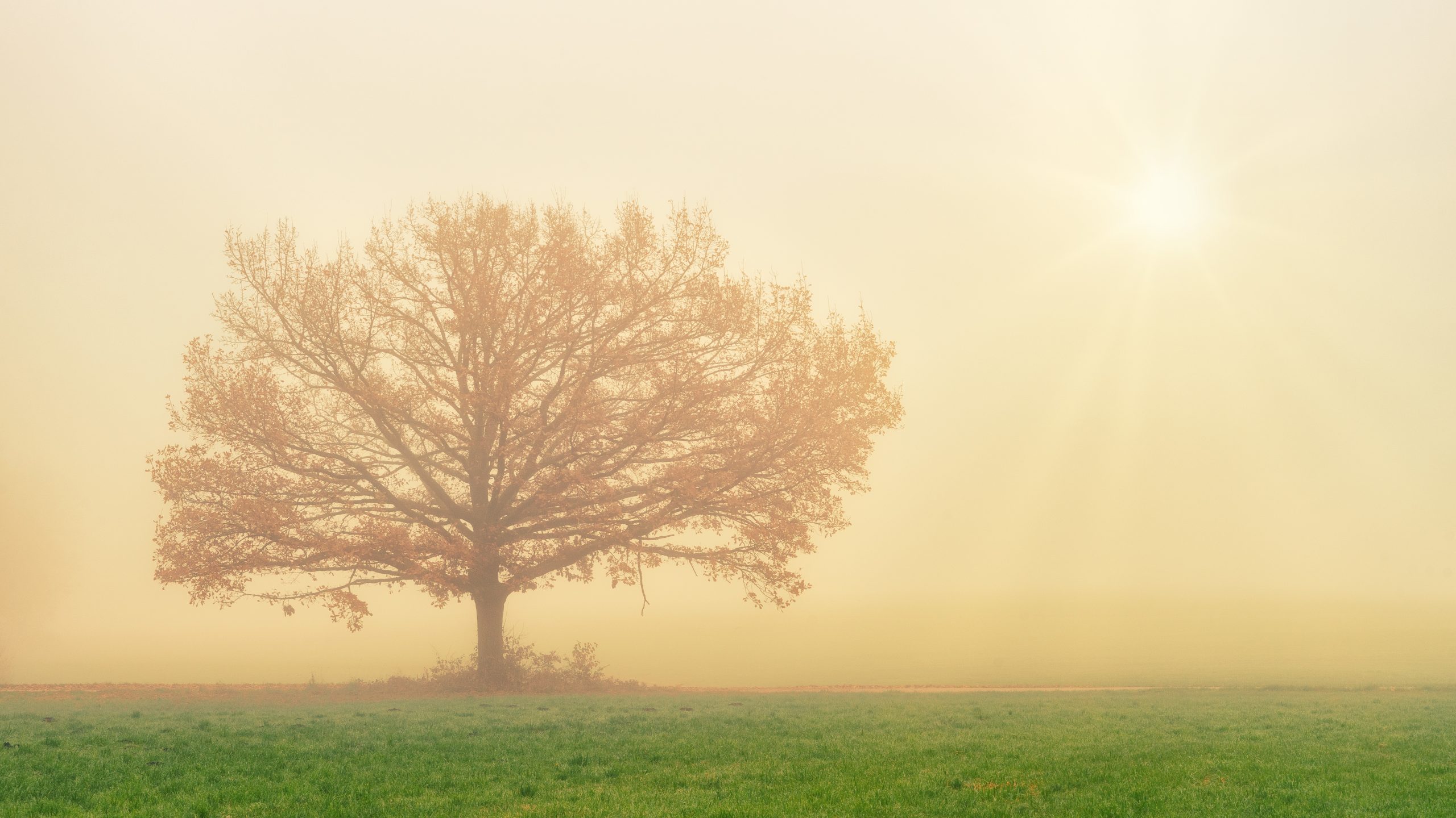 the season i like most composition