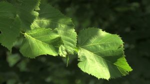 Benefits of Telakucha leaves