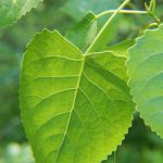 Benefits of Telakucha leaves