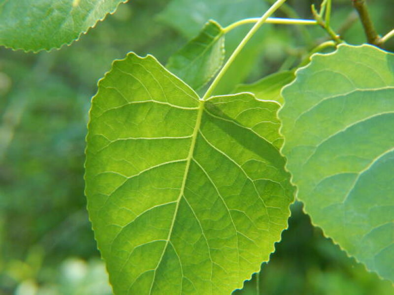 Benefits of Telakucha leaves