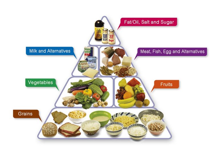 food pyramid paragraph